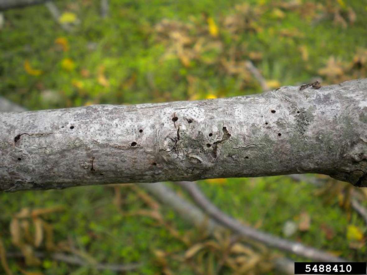 Käferbefall an einem Ast einer Schwarznuss verursacht durch Pityophthorus juglandis